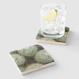 Mammillaria hahniana stenunderlägg