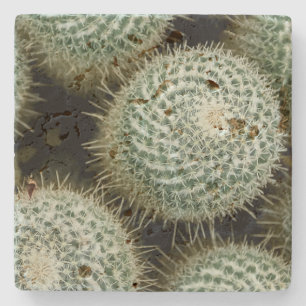 Mammillaria hahniana stenunderlägg