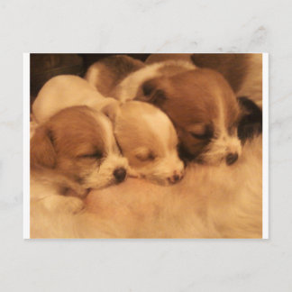 mammor kärlek vykort