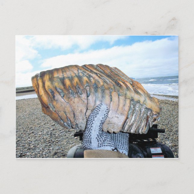 mammotand i alaska 09 vykort (Framsida)