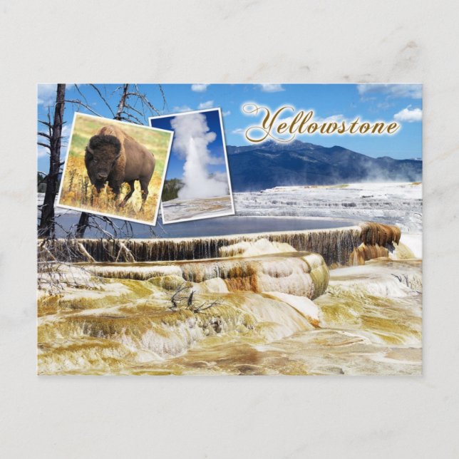 Mammoth Hett Vår, Yellowstone National Park Vykort (Framsida)