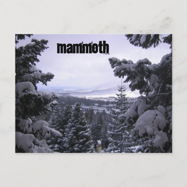 Mammoth Mountain Vykort (Framsida)