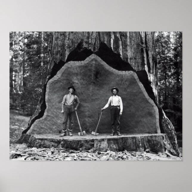 MAMMOTH SEQUOIA c. 1878 Poster (Framsidan)