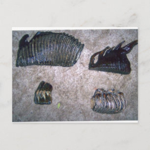 MAMMOTH TEETH (2) VYKORT