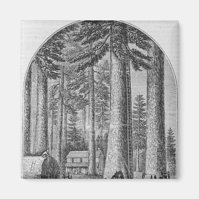 Mammoth träd grove i dalen magnet (Framsidan)