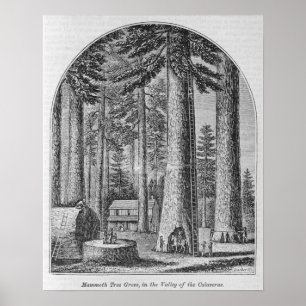Mammoth träd grove i dalen poster