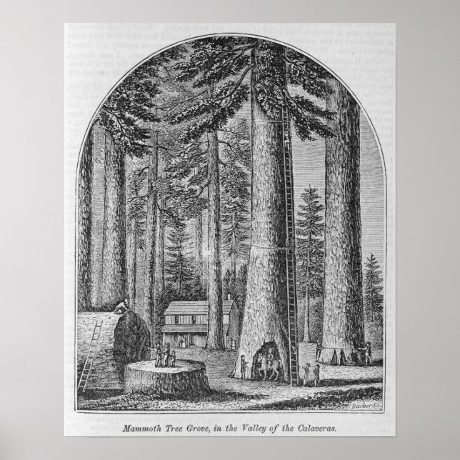 Mammoth träd grove i dalen poster (Framsidan)