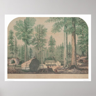 Mammoth Träd of California (1191) Poster