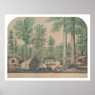 Mammoth Träd of California (1191) Poster