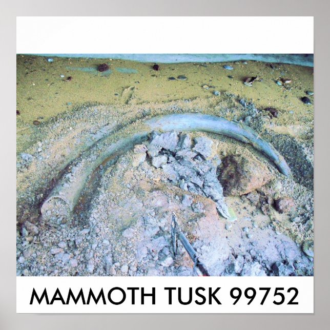 mammoth tusk (2), MAMMOTH TUSK 99752 Poster (Framsidan)