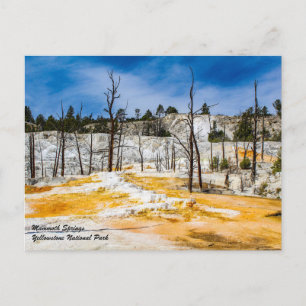 Mammoth Vår Yellowstone National Park Postcard Vykort