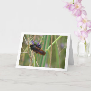 Mammoth wasp - Megascolia maculata Card Kort