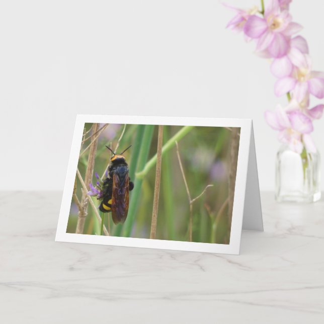 Mammoth wasp - Megascolia maculata Card Kort (Orkide)