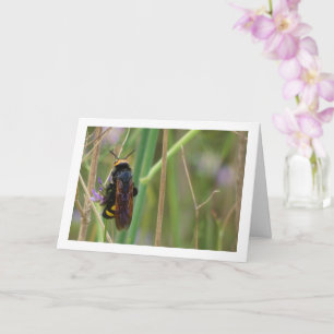Mammoth wasp - Megascolia maculata Card Kort