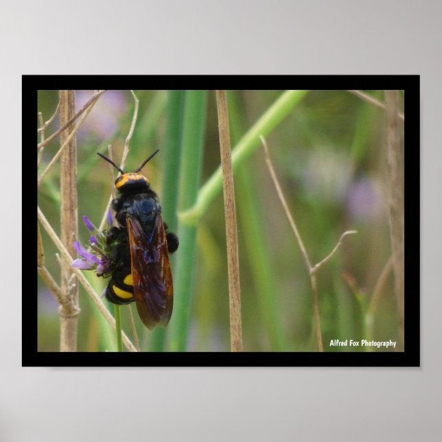 Mammoth Wasp på stjälk Poster (Framsidan)
