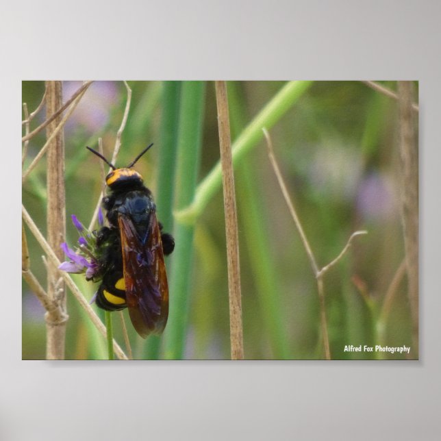 Mammoth Wasp på stjälk Poster (Framsidan)