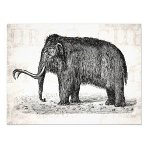 Mammoths för ullig kolossal illustration för fototryck