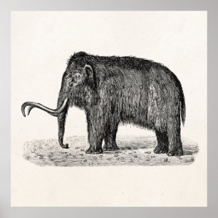 Mammoths för ullig kolossal illustration för poster