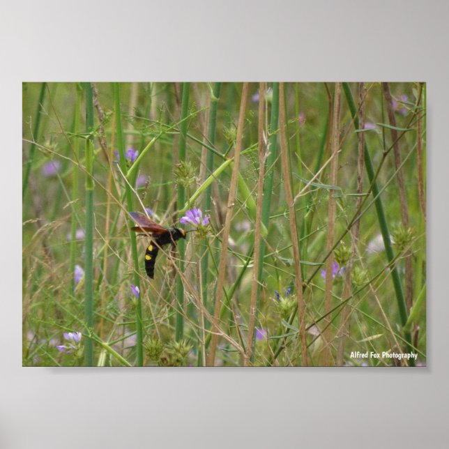 Mammutgeting i Flykt Poster (Framsidan)