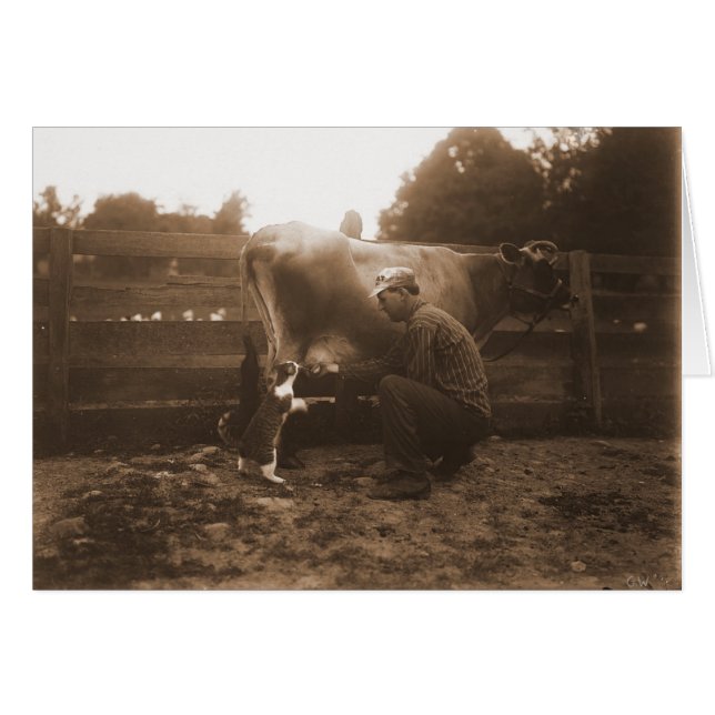 Man Milking Cow i Barnyard och Matar Cat Hälsningskort (Framsidan Horizontal)