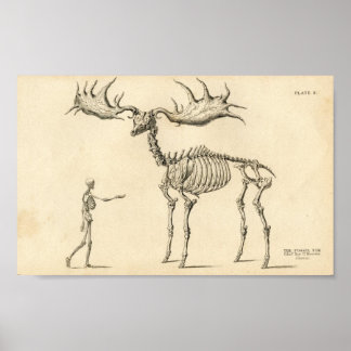 Man & Moose Vintage affisch