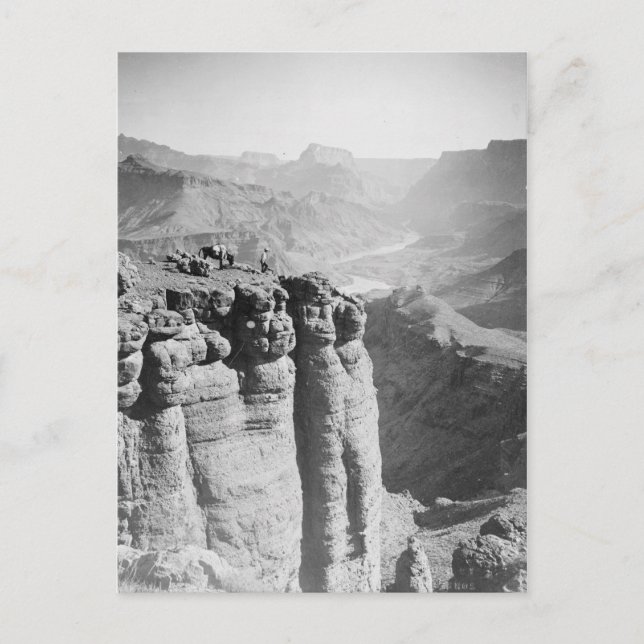 Man och Donkey på Grand Canyon-vykort Vykort (Framsida)