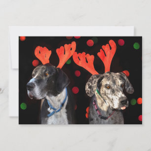 Män och hondjur i Great dane i renar