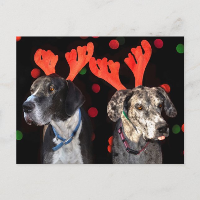 Män och hondjur i Great dane i renar Vykort (Framsida)