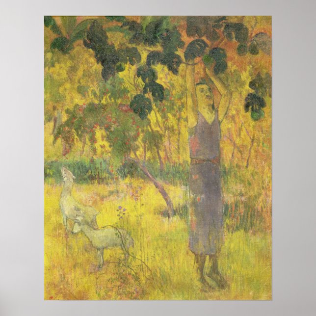 Man Picking Fruit från Träd, 1897 Poster (Framsidan)