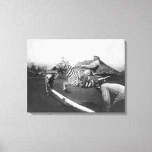 Man Riding Zebra Jumping Fence Photograph Canvastryck