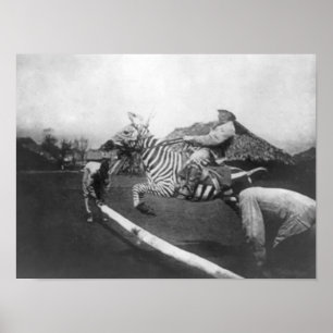 Man Riding Zebra Jumping Fence Photograph Poster