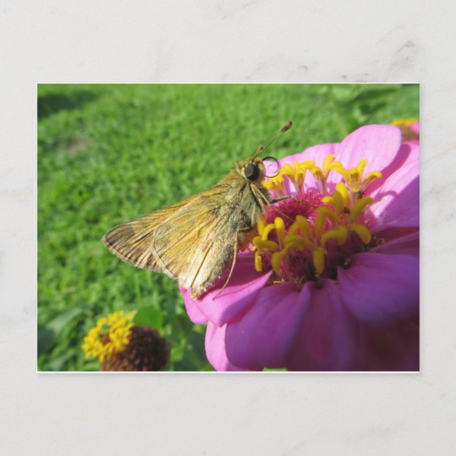Månad på blomman vykort (Framsida)