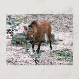 Manad Varg Vilda Liv Fotografi Vykort
