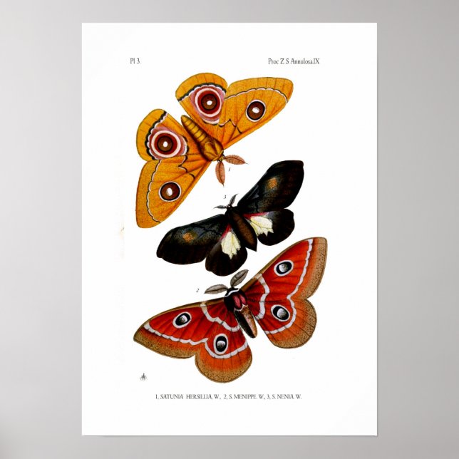 Månader Poster (Framsidan)