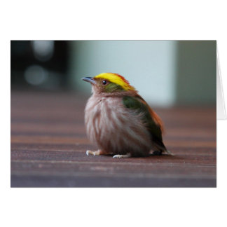 Manakin med glasfiber hälsningskort
