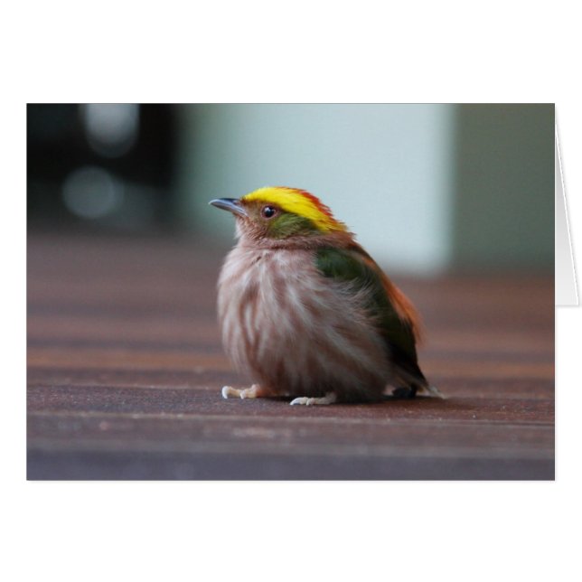 Manakin med glasfiber hälsningskort (Framsidan Horizontal)