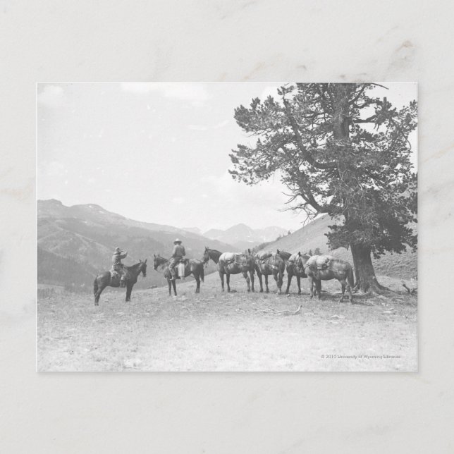 Manar med packhästar tittar över backe vykort (Framsida)