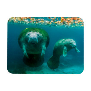 Manate-modern med sin kalv i Crystal River Magnet