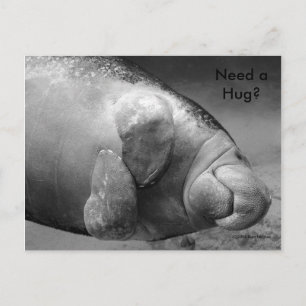 Manatee BW0196 "Behöver du en hug?" Vykort