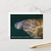 Manatee Crystal River Florida vykort