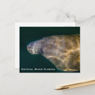 Manatee Crystal River Florida vykort