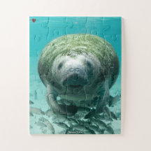 Manatee Florida