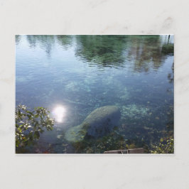 Manatee in Crystal River, FL Vykort