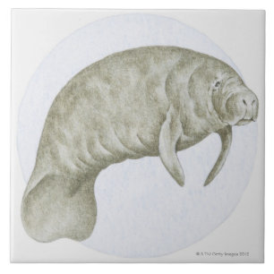 Manatee Kakelplatta