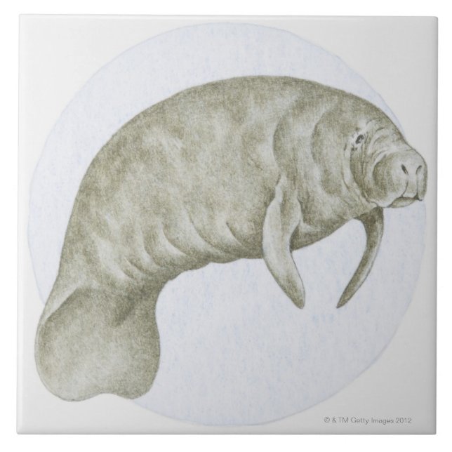 Manatee Kakelplatta (Framsidan)
