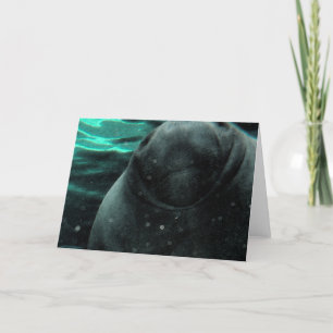 Manatee Kiss Kort