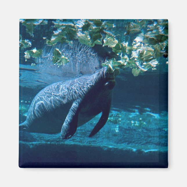 Manatee, Lowry Park Zoo, Tampa Bay, Florida, USA Magnet (Framsidan)