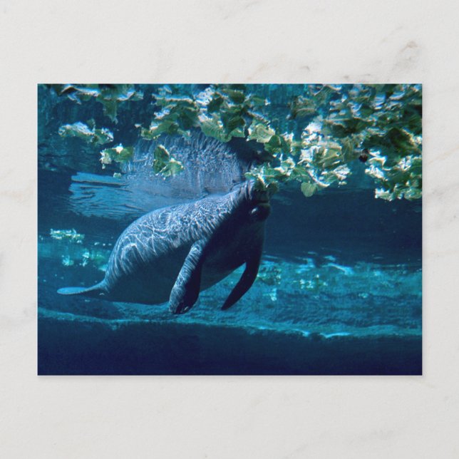Manatee, Lowry Park Zoo, Tampa Bay, Florida, USA Vykort (Framsida)