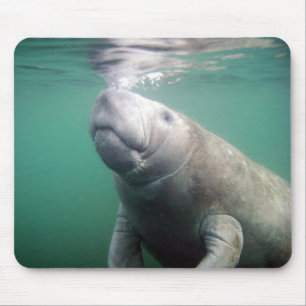 Manatee Musmatta