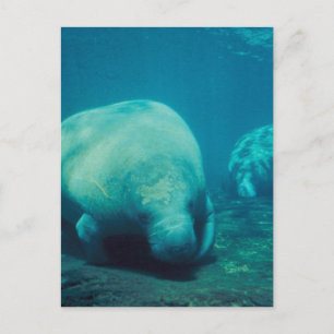 Manatee Photo Postcard Vykort